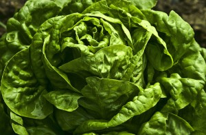 fresh butter lettuce